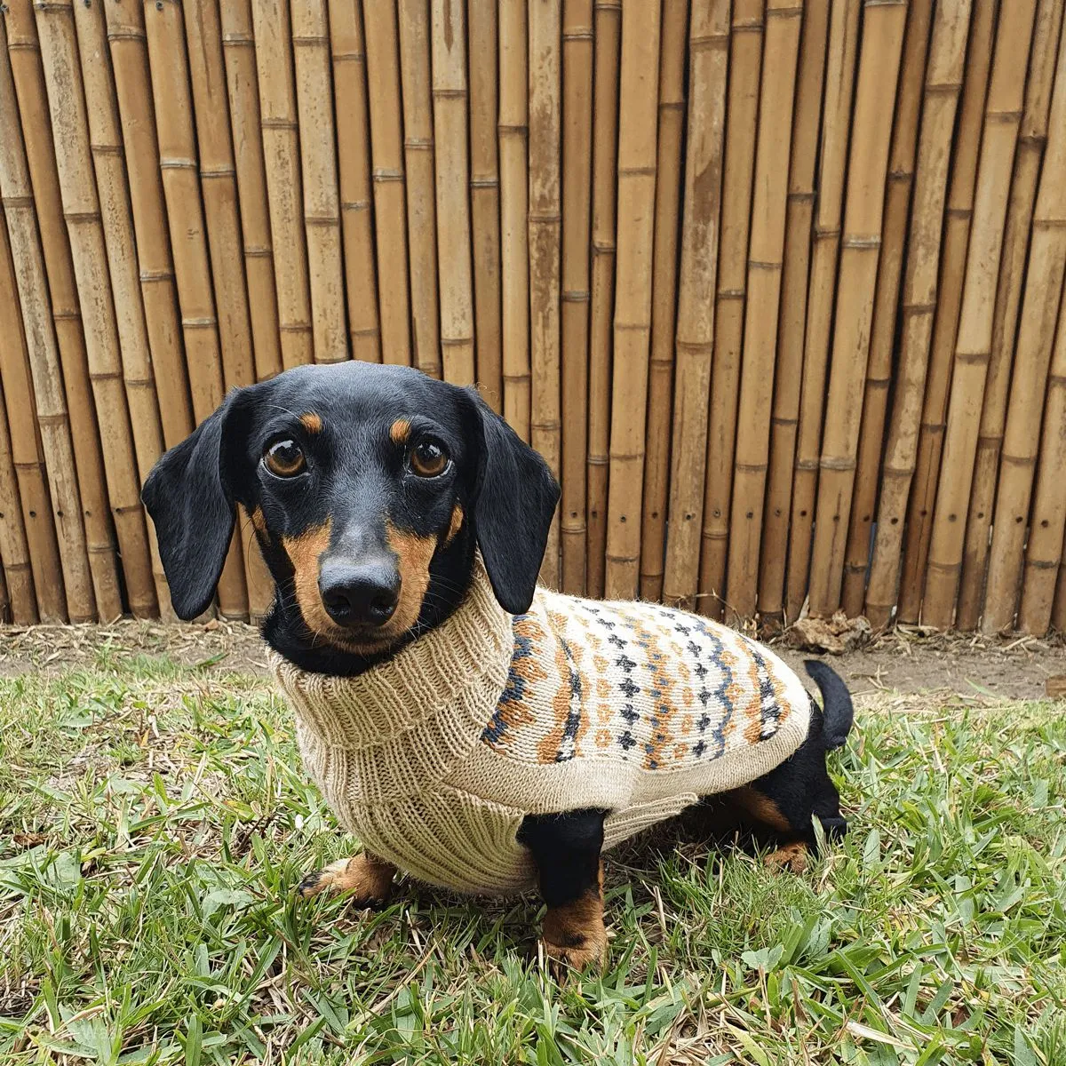 Alqo Wasi | Golden Dreams - Peruvian Alpaca Dog Jumper